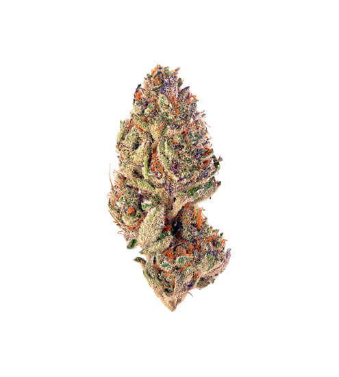 Bargain Budd | Tropicana Cookies | Pre-Pack Premium Flower | 3.5g